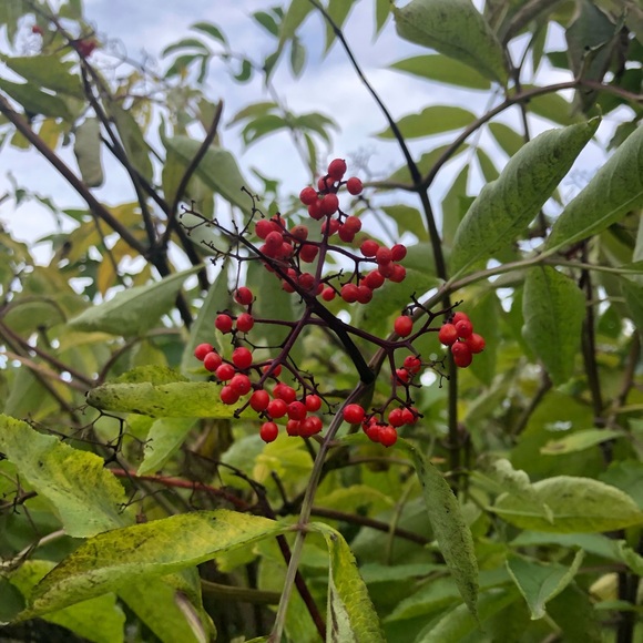 Meet your Posher, Grace - Picture 3 of 4